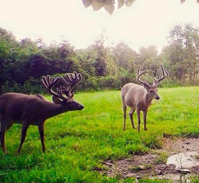 Deer Dust™ Technology